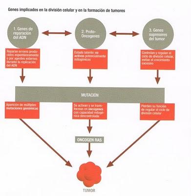 ¡ NOVEDAD! Mejora de la calidad de vida en perros con cáncer