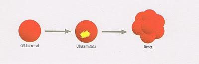 ¡ NOVEDAD! Mejora de la calidad de vida en perros con cáncer