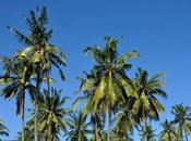 Kuta Lombok, playas palmeras