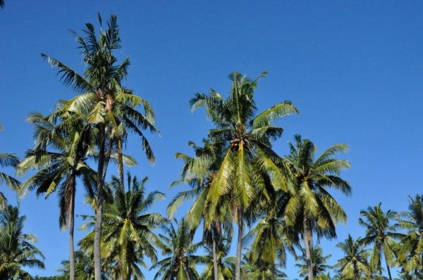Kuta Lombok, playas y palmeras