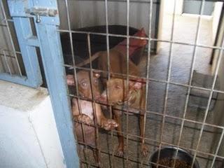 Queen y Princess: parece que su historia desgarradora nunca tendrá un final feliz... DE NUEVO SIN ACOGIDA!