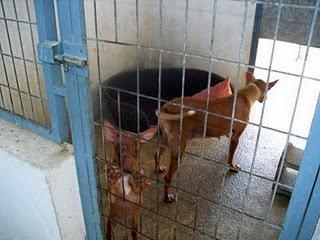 Copio: ESCALOFRIANTE HISTORIA DE QUEEN Y PRINCESS. NECESITAMOS DIFUSIÓN URGENTE PARA QUE ALGUIEN SE FIJE EN ESTOS DOS ÁNGELES.