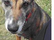 Esta chica perdido perrita hace semana. f...