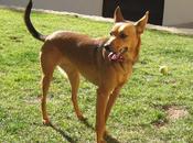 Coocky, perdida Paterna (Valencia), compañera animalista