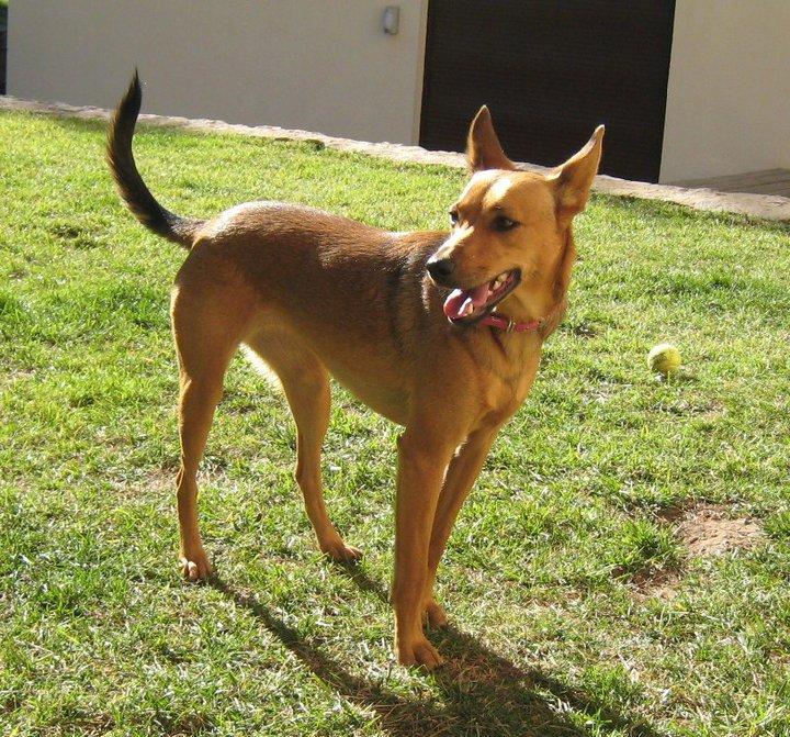Coocky, perdida en Paterna (Valencia), es de una compañera animalista