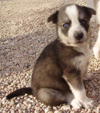 URGENTE !!! SE REGALAN ONCE HUSKYS SIBERIANOS