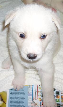 URGENTE !!! SE REGALAN ONCE HUSKYS SIBERIANOS