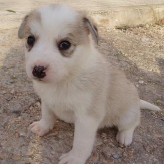 URGENTE !!! SE REGALAN ONCE HUSKYS SIBERIANOS