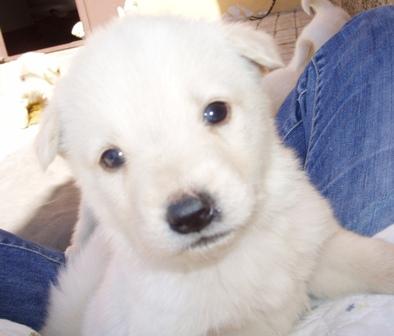 URGENTE !!! SE REGALAN ONCE HUSKYS SIBERIANOS