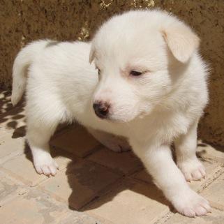 URGENTE !!! SE REGALAN ONCE HUSKYS SIBERIANOS