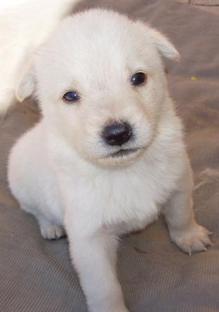 URGENTE !!! SE REGALAN ONCE HUSKYS SIBERIANOS