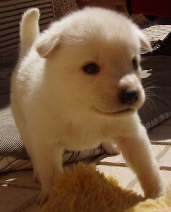 URGENTE !!! SE REGALAN ONCE HUSKYS SIBERIANOS