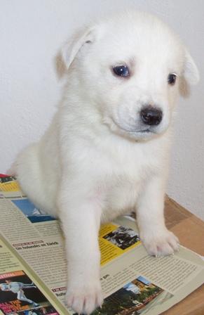 URGENTE !!! SE REGALAN ONCE HUSKYS SIBERIANOS