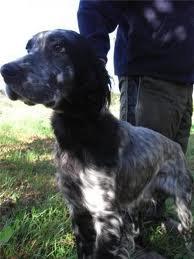 ''CHOLA'' PERDIDA EN PALENCIA