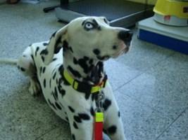 DULCE,DALMATA HEMBRA DE 1 AÑO Y 9 MESES.SORDA.(SOSDALMATAS) DULCE,DALMATA HEMBRA DE 1 AÑO Y 9 MESES.SORDA.(SOSDALMATAS)