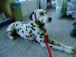 DULCE,DALMATA HEMBRA DE 1 AÑO Y 9 MESES.SORDA.(SOSDALMATAS)