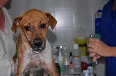 Sevilla vuelve a la calle con leismania se va a morir enfermo.