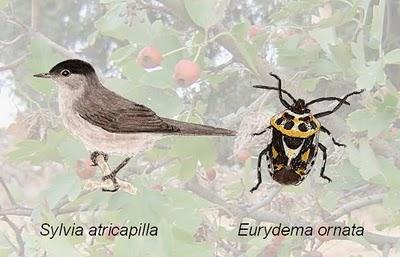 Frutos de seis patas