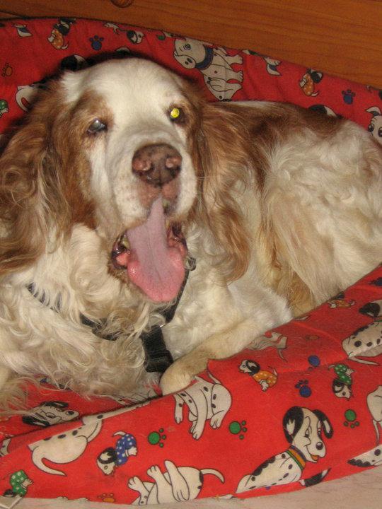 Un homenaje de Villabichos a mi Gordi