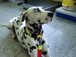 La dalmata sorda ya está en adopción con SOSDALMATAS