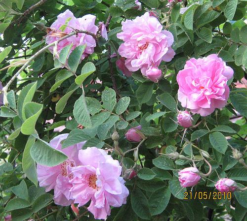 Rosa Damascena en el Valle de las Rosas de Bulgaria