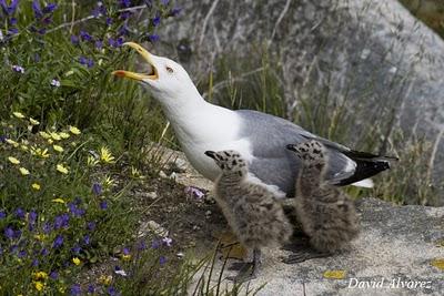 La otra cara de las Cíes