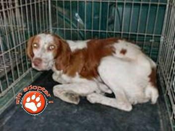 Objetivo 4 vidas salvan a todos. Perrera de Huelva