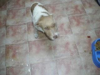 URGENTE!!! perrito abandonado, sólo tengo unas 6 ó 7 horas para encontrarle algo