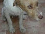 URGENTE!!! perrito abandonado, sólo tengo unas horas para encontrarle algo