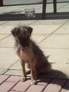 MURCIA - ALGUIEN QUE LE AYUDE POR CARIDAD-Perrito deambulando por las calles de Murcia.