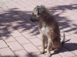 MURCIA - ALGUIEN QUE LE AYUDE POR CARIDAD-Perrito deambulando por las calles de Murcia.