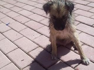 MURCIA - ALGUIEN QUE LE AYUDE POR CARIDAD-Perrito deambulando por las calles de Murcia.