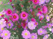 Asters otras perennes otoñales rosales (II)