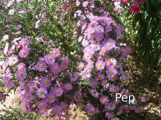 Asters y otras perennes otoñales con rosales  (II)