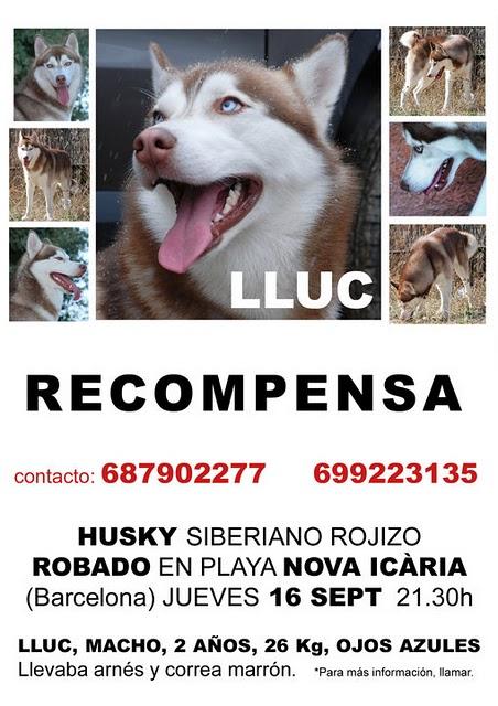 Husky Robado En Barcelona.
