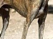 Charlie, entre calle residencia lleva toda vida esperando familia-talavera