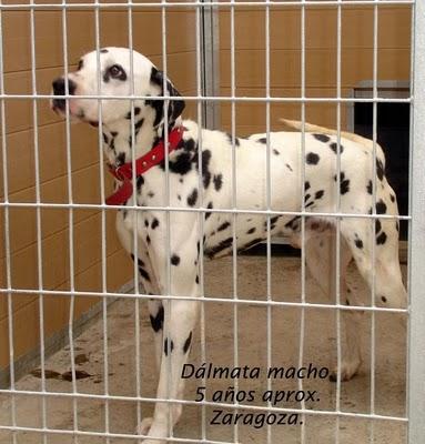 Conan se libró de la muerte, pero sigue encerrado... ¿Lo adoptas?