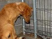 Abandonado pamplona.atropellado.espera adopcion