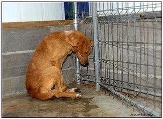 ABANDONADO EN PAMPLONA.ATROPELLADO.ESPERA ADOPCION