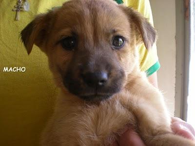 3 Cachorritos nos esperan!!