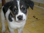 Cachorritos esperan!!