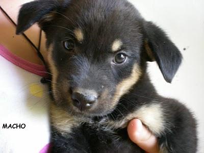 3 Cachorritos nos esperan!!
