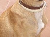 Cachorrita abandonada