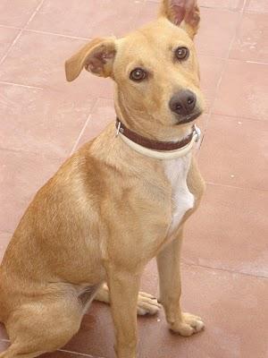 Cachorrita abandonada