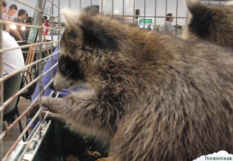 Expoterraria 2010 Barcelona