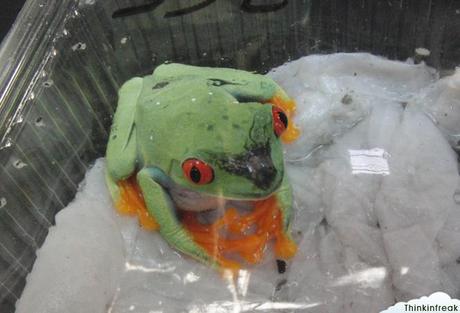 Expoterraria 2010 Barcelona