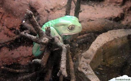 Expoterraria 2010 Barcelona