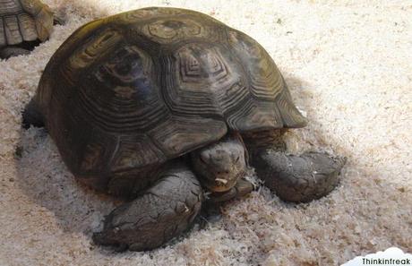 Expoterraria 2010 Barcelona