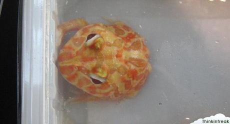 Expoterraria 2010 Barcelona