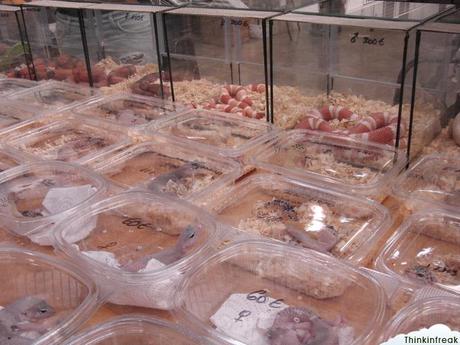 Expoterraria 2010 Barcelona